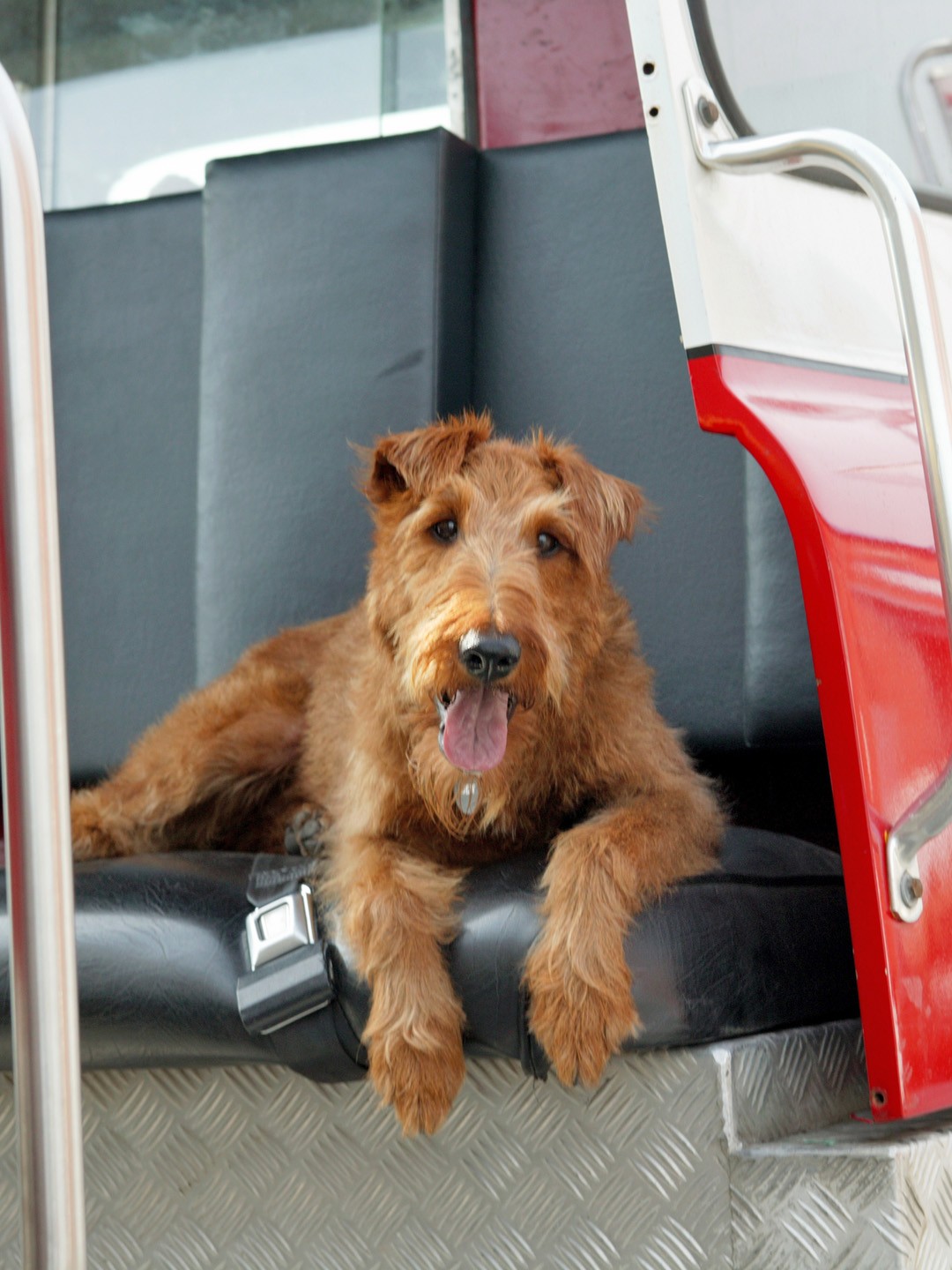 firehouse dog full movie online free